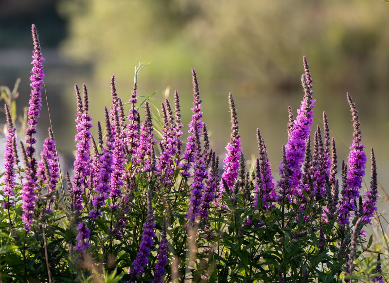 Grote Kattestaart - Lythrum salicaria - Waardplant boomblauwtje - aantrekkelijke - vijverplanten - vlinders - geneeskrachtige -vijverplant